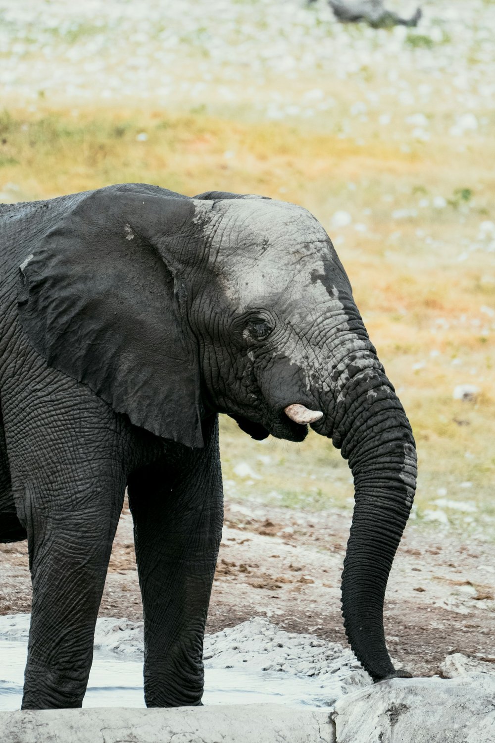 Elephant in a mud bath